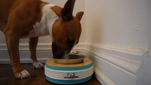 Dog Eating Food ASMR! смотреть онлайн