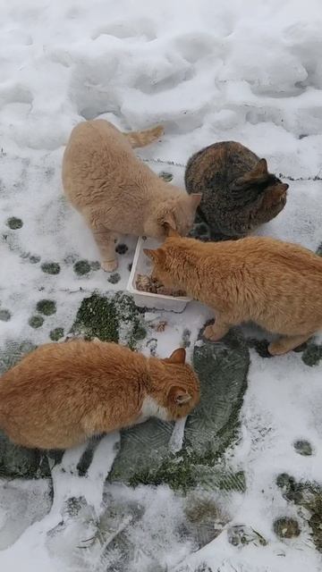 Тайна нашего опыта: Кормление голодающих кошек с помощью Мясных котлет #shorts #корм2 смотреть онлайн