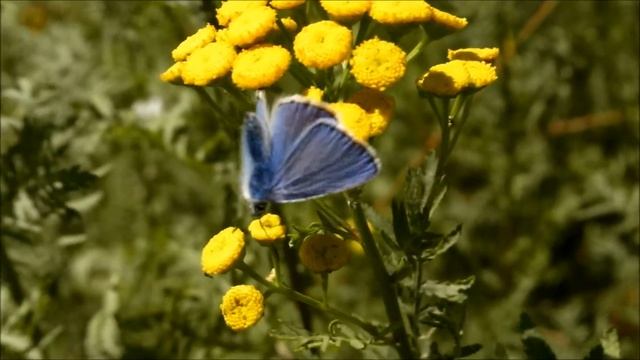 Hauhechel-Bläuling / Common Blue (Polyommatus icarus) смотреть онлайн