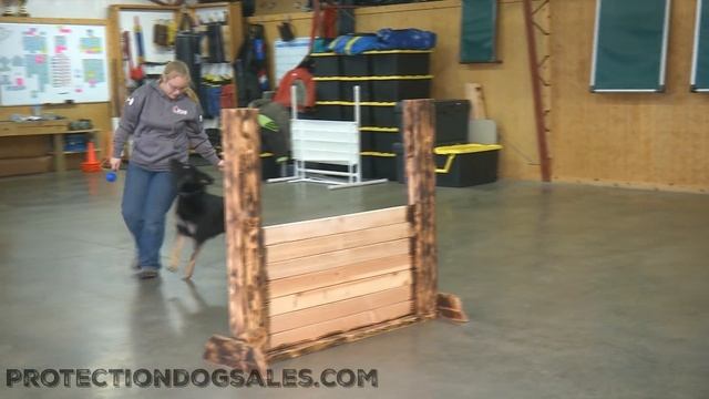 Ivory Von Prufenpuden 2 Year Old Black & Tan Female Turn Key Protection Dog For Sale смотреть онлайн