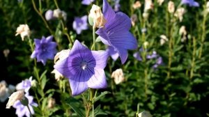 Гитарная Музыка Высокого Качества — Аудио Высокого Разрешения — Самая Красивая Музыка В Мире