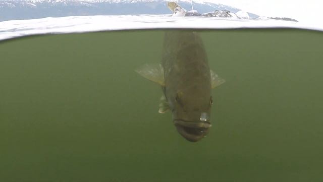 ActionDiscs for Smallmouth Bass смотреть онлайн