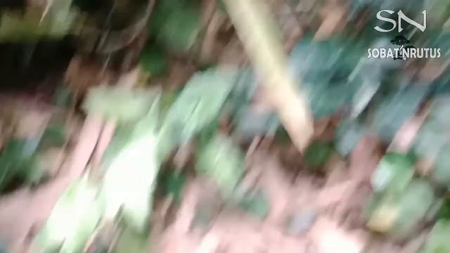 Ketemu Surganya Keladi Yang Lagi Viral Nih! Homalomena & Sengonium, Explore Bersama Sobat Nrutus.