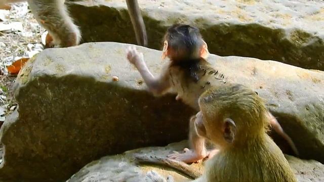 Oh no...! baby Aruna sad when Mom monkrey Anita does not know how to take care of him ... ! смотреть онлайн