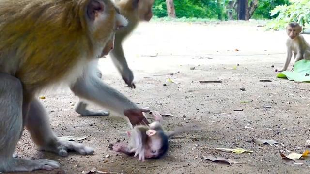 Oh My God!, Baby Jerica Is Too Young, Small Monkey Troop Drops Him Off смотреть онлайн