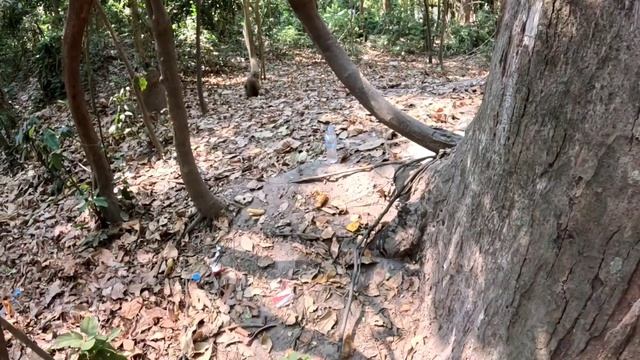 Thank you for Lunch - Willkommen im Wald! #monkey #cute #animals #affe #bayon #cambodia #angkorwat смотреть онлайн