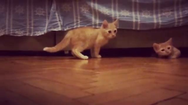 Котята смотреть онлайн