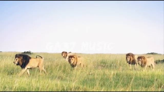 Tenca лев (GA37 MUSIC New video) смотреть онлайн