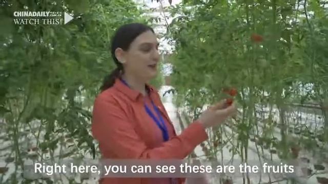 'A Date with China' discovers smart and green way of farming смотреть онлайн