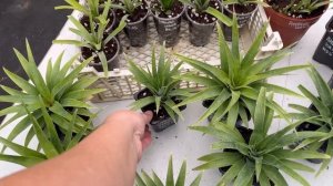 Итоги. Ананасы карликовые Готовим саженцы на весну