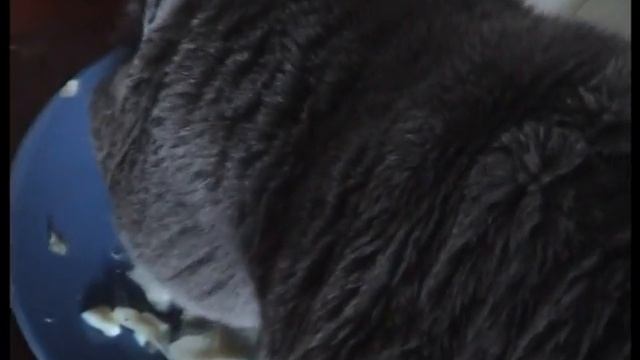 Вышел Васька в туалет... смотреть онлайн