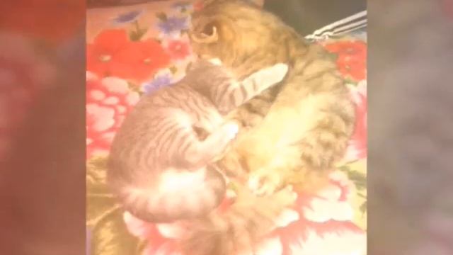 Моя хорошая шатландськая кошка!!!♥♥♥ смотреть онлайн