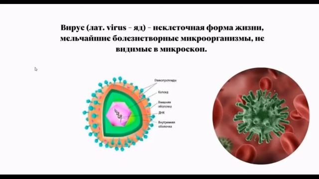 Зоология. 12 урок по подготовке к ВсОШ по биологии. 7-9 класс. смотреть онлайн