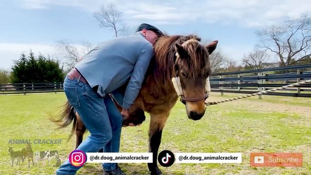 COCO MIGHT BE THE *CUTEST* MINI HORSE I'VE ADJUSTED 😍 🐴 смотреть онлайн