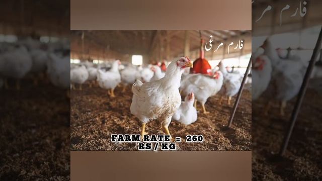 SARGHUDA || 14/03/22 || Poultry farm rate in sarghuda смотреть онлайн