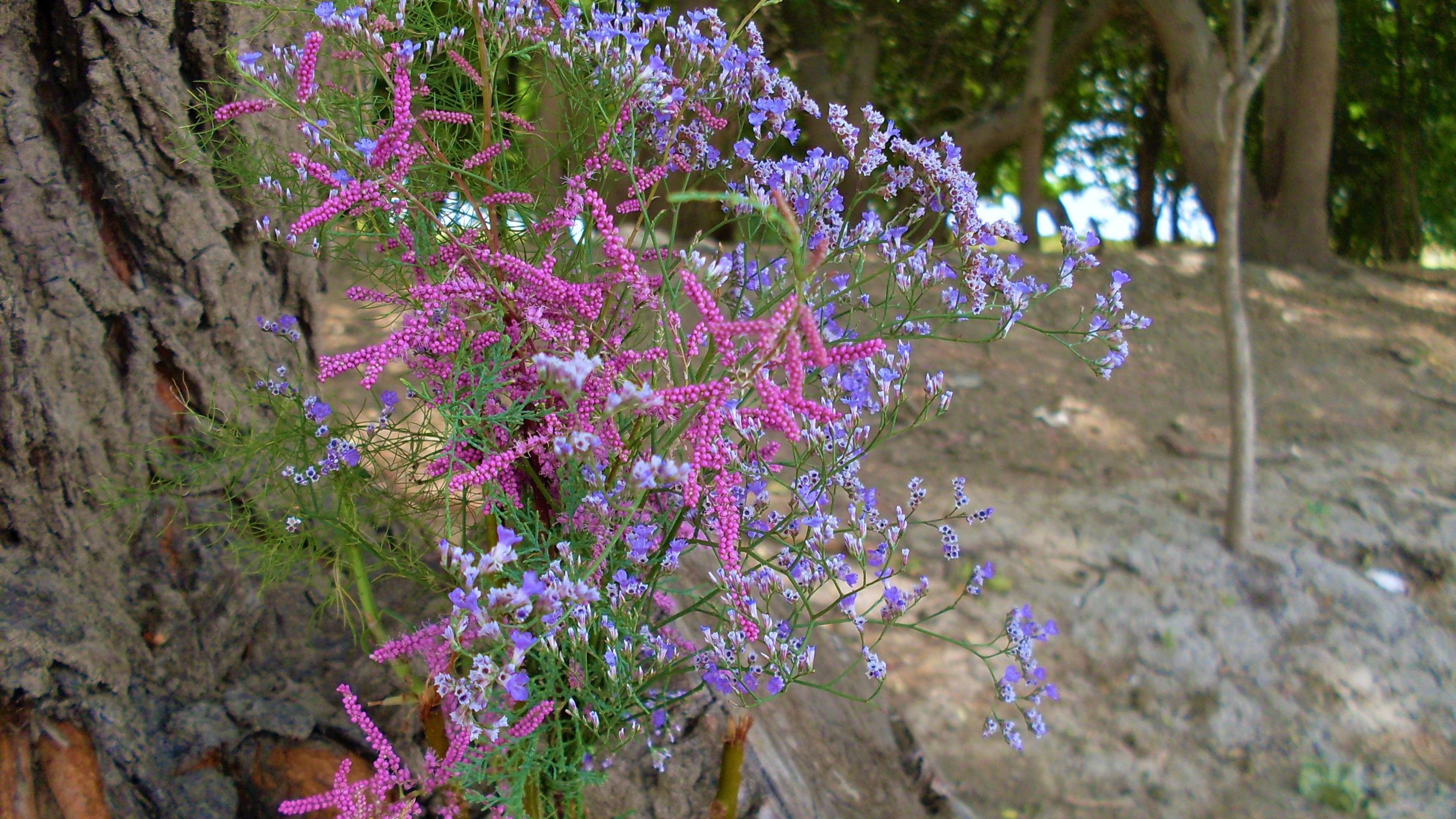 Степное очарованье смотреть онлайн