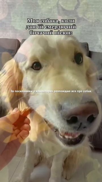 #dog #животные #собака #собаки #щенок #funny #funnydog смотреть онлайн