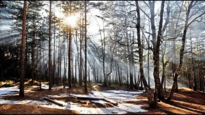 С  Клычков  Весна в лесу #стихиовесне #поэтысеребряноговека