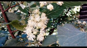 В  Жуковский  Приход весны #стихиовесне #стихиоприроде #поэты19века