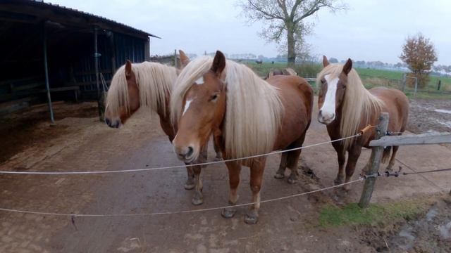 Visiting the Black Forest Horse stud & playing with their stallion! смотреть онлайн