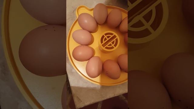 Tutoriel de la mini éco de chez brinsea pour pour poussin смотреть онлайн