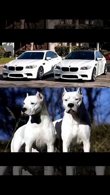 Akula bmw смотреть онлайн