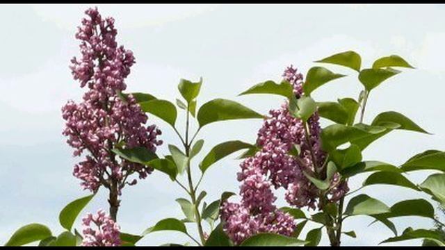 Игорь Северянин  Уважать -   это вовсе не значит любить #стихиолюбви #поэтыCеребряноговека