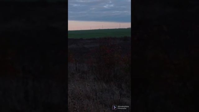 Охота с молодыми выжловками на зайца смотреть онлайн