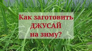 Как заготовить Джусай на зиму?