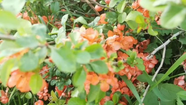 Дневник приёмной мамы/Обзор. смотреть онлайн