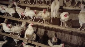 Почему куры садятся на ноги