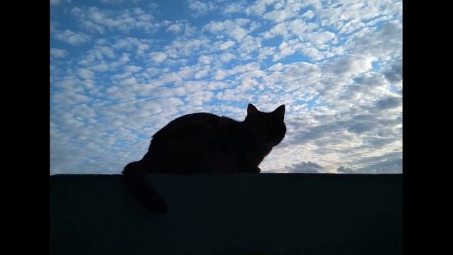 Э Асадов  Чудачка #стихиоженщине #поэты20века #стихиолюбви