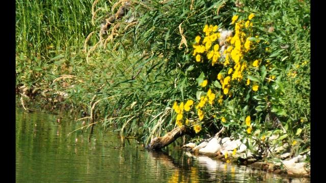 О  Мандельштам  Возьми на радость из моих ладоней #стихиолюбви #поэтысеребряноговека