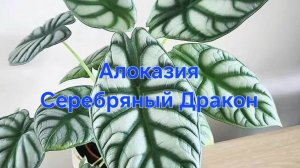 Алоказия Серебряный Дракон на Фитиль