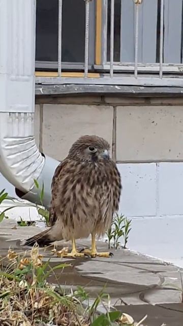 Пустельга смотреть онлайн