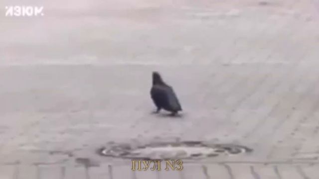 В истории с Байденом и голубем предсказуемо появился русский след