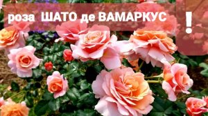 Обзор розы Шато де Вамаркус.