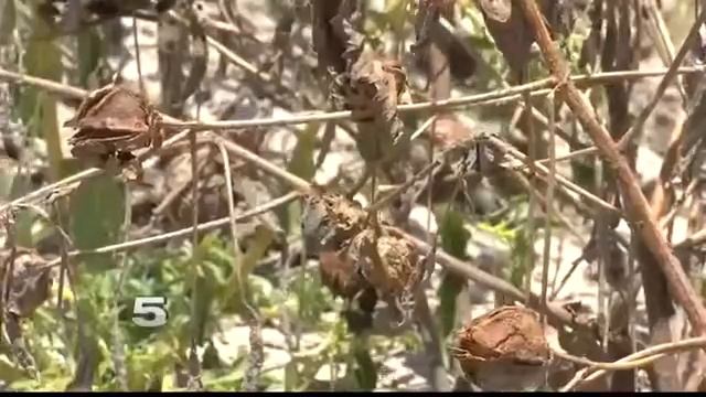 Government Subsidy Program Available for Valley Farmers смотреть онлайн