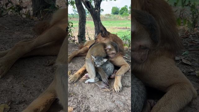 So smart Dollar see his cow ....Dollar protect so small babies , so funny ! смотреть онлайн