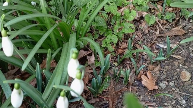 Подснежники. 2025. смотреть онлайн