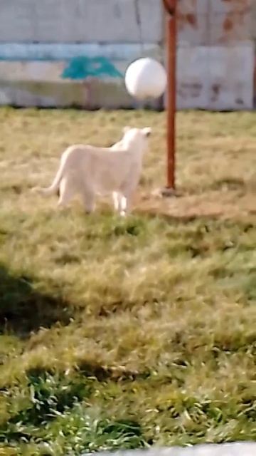 Новые игрушки для Белой Львицы Лавины #leo #animals #leo #cat #shortvideo #short #топ #shorts смотреть онлайн