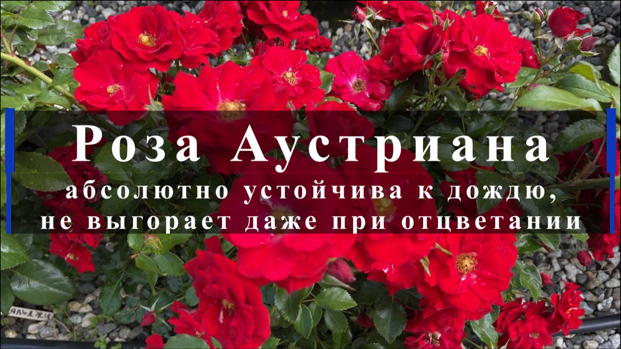 Роза Аустриана абсолютно устойчива к дождю,не выгорает даже при отцветании смотреть онлайн