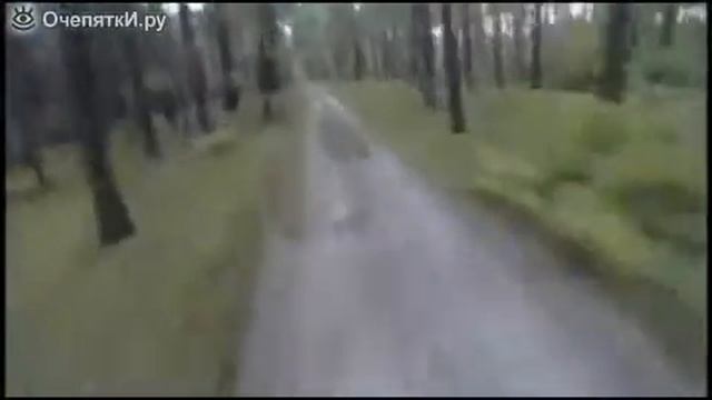 Уехал от медведя смотреть онлайн