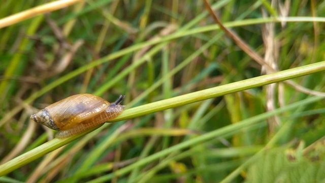 Б Ахмадулина  Случилось так, что двадцати семи #философскаялирика #поэты20века