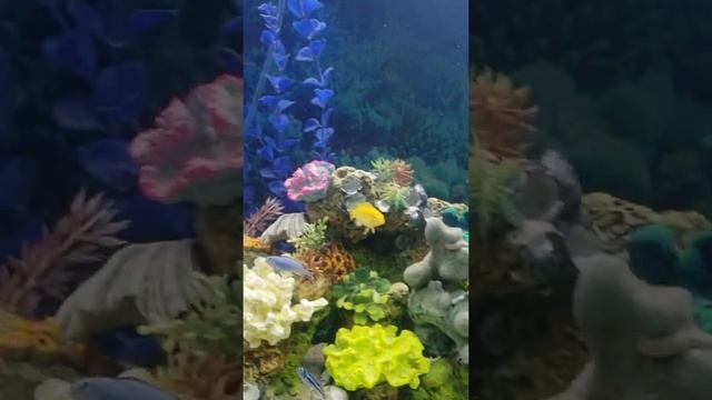 African leaf. African cichlids update смотреть онлайн