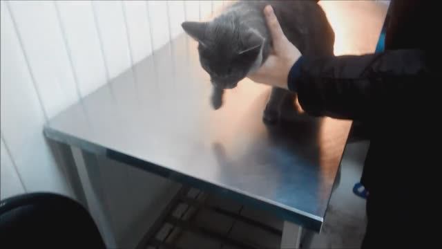 Как делают уколы кошкам смотреть онлайн