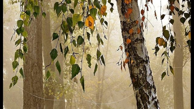 С  Есенин  Эта улица мне знакома #стихиородине #поэтысеребряноговека