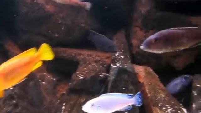 Malawi biotop - 02.2012.AVI смотреть онлайн