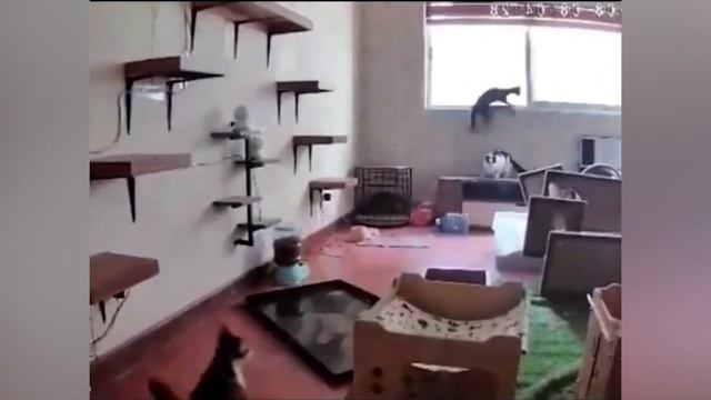 Cat-Brownian motion смотреть онлайн