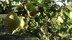 Груши: БЕРЕ АНЖУ, ЮНОСТЬ